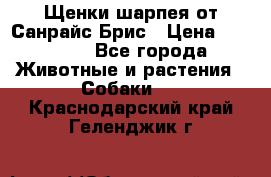 Щенки шарпея от Санрайс Брис › Цена ­ 30 000 - Все города Животные и растения » Собаки   . Краснодарский край,Геленджик г.